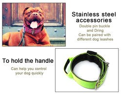 best dog collar