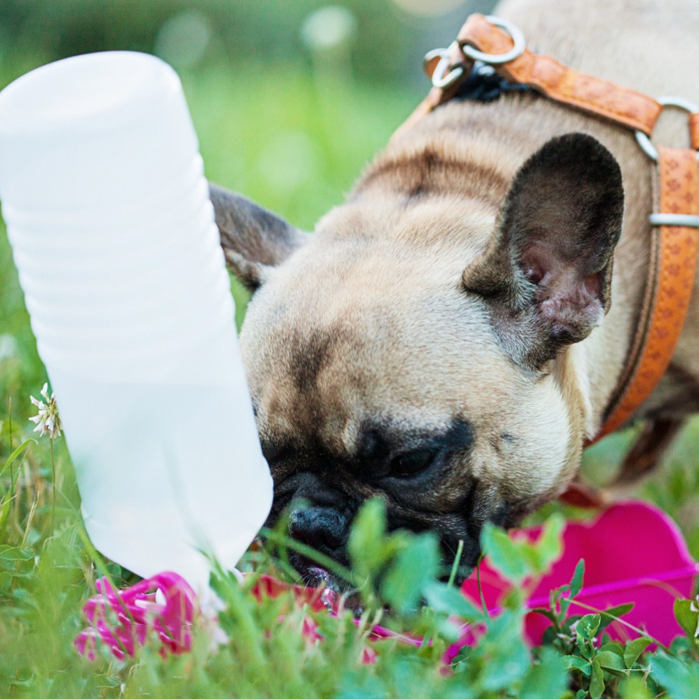 pet water bottle