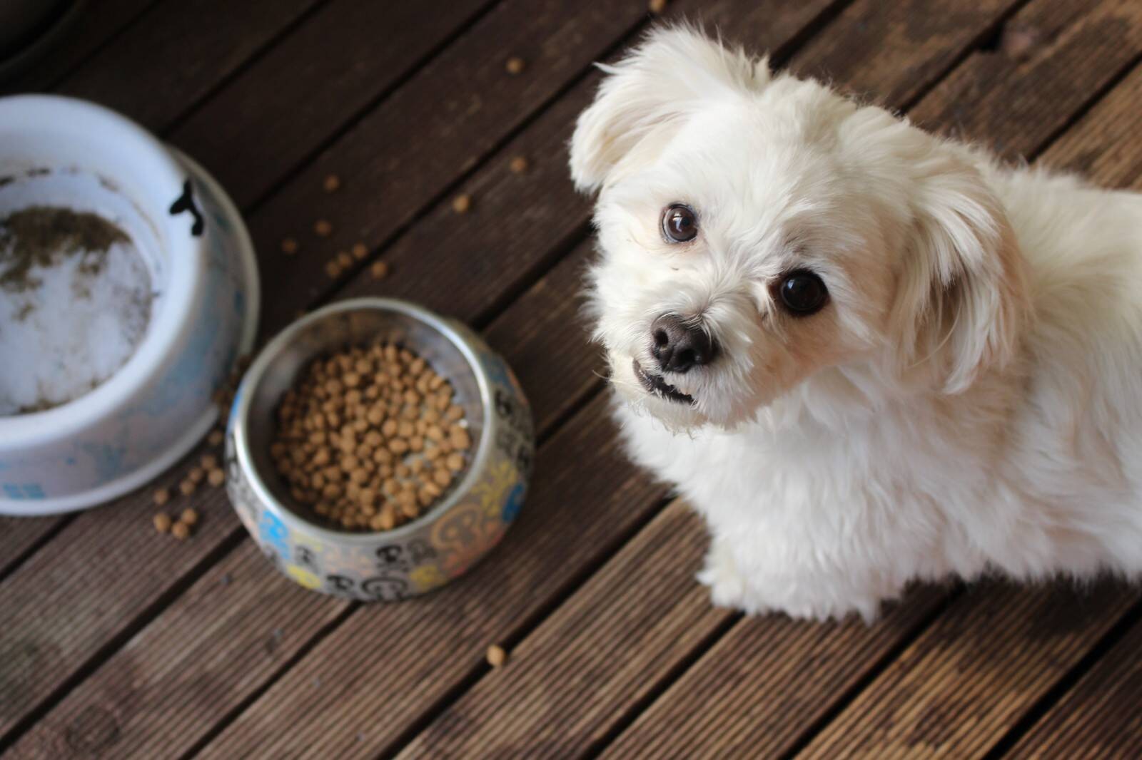 ¿Por qué tu perro es quisquilloso con la comida?