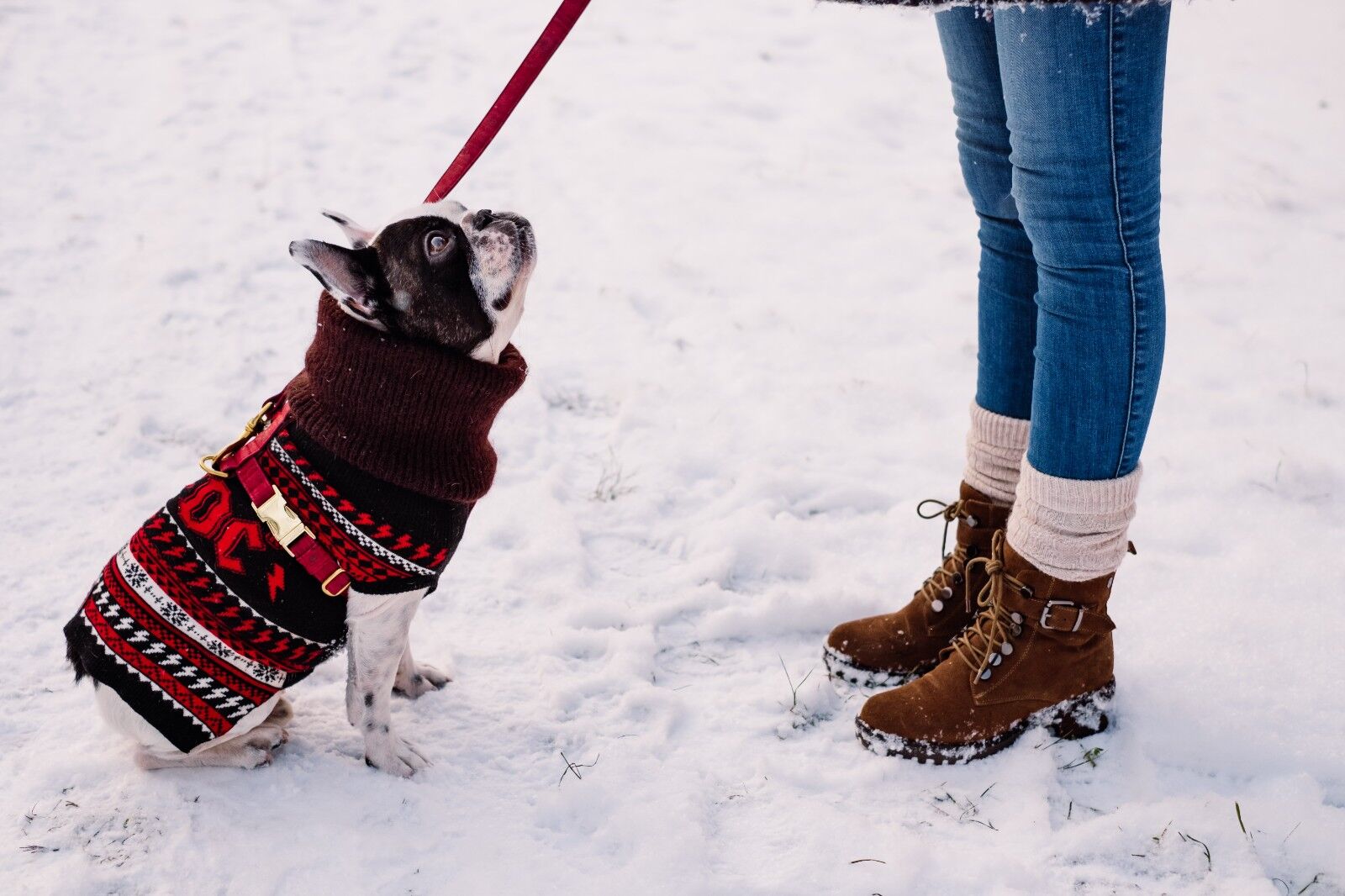 ¿Qué tan frío es el clima cuando los perros necesitan usar ropa?