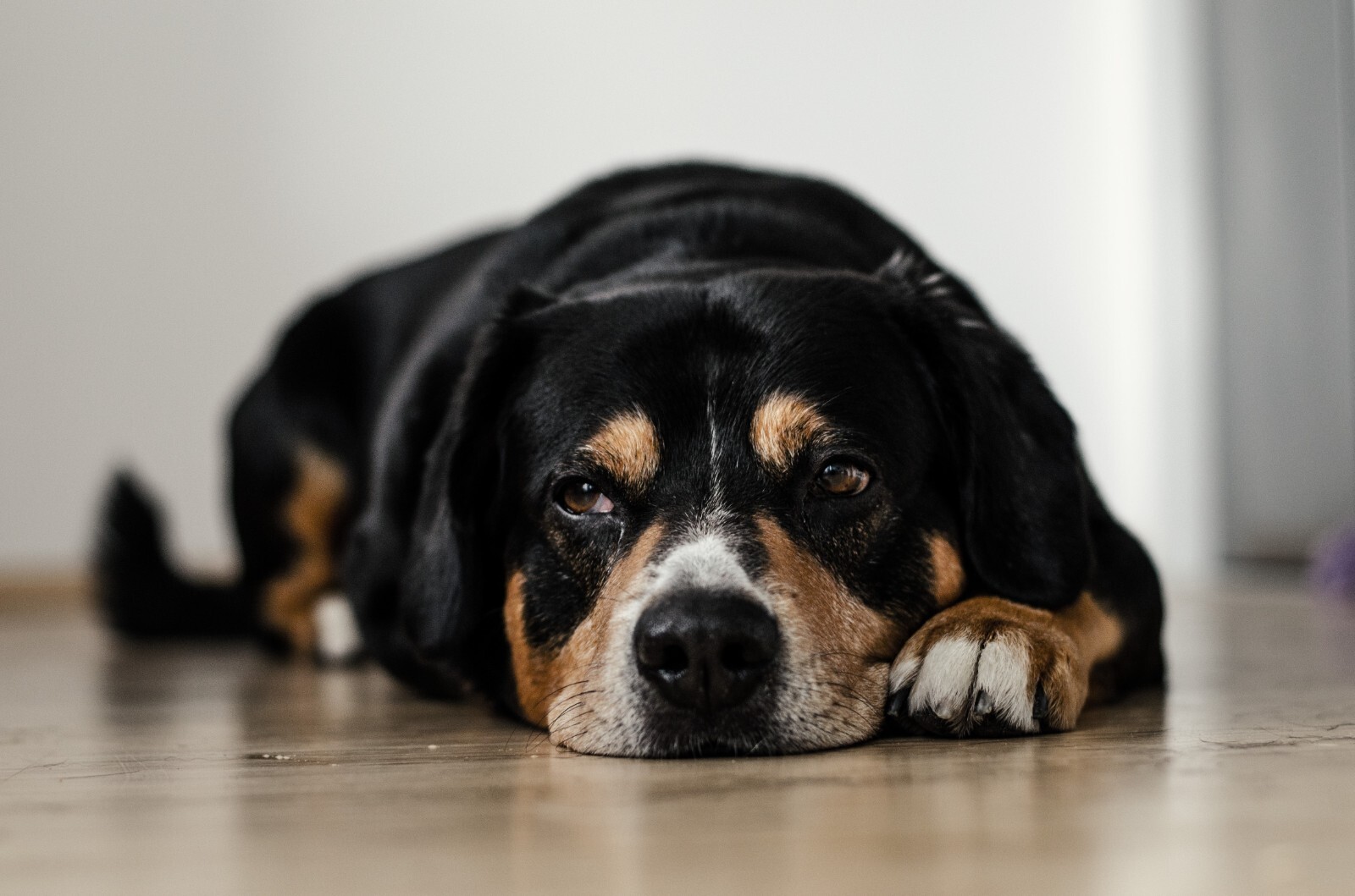 ¿Cuál es la temperatura normal de un perro?