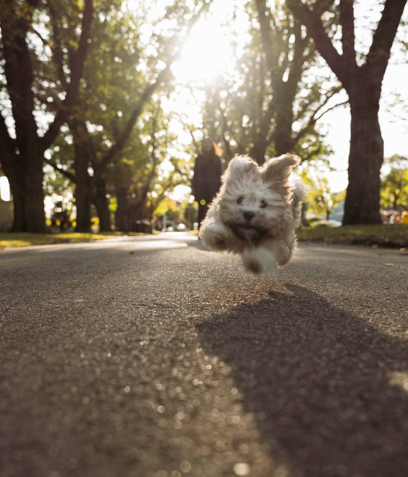 ¿Estás seguro de que puedes correr más rápido que tu perro?