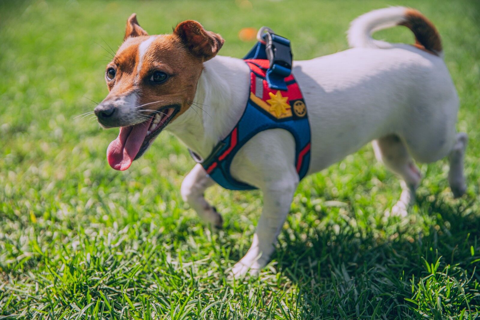 ¿Puedes dejar el arnés de tu perro puesto todo el día?